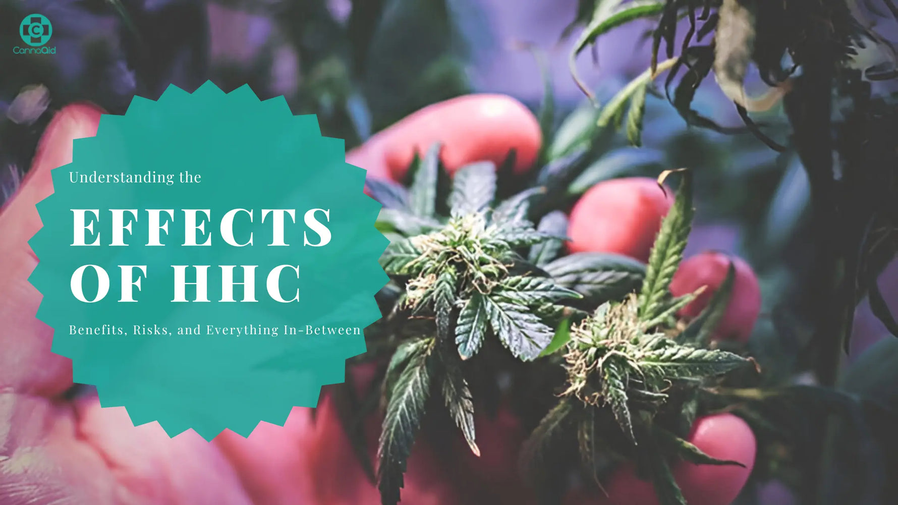 HHC-Effects-Explained-How-It-Impacts-Your-Body-and-Mind CannaAid