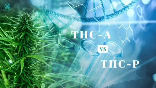 THC-A-vs-THC-P-Key-Differences-Effects-and-Legal-Status-Explained CannaAid