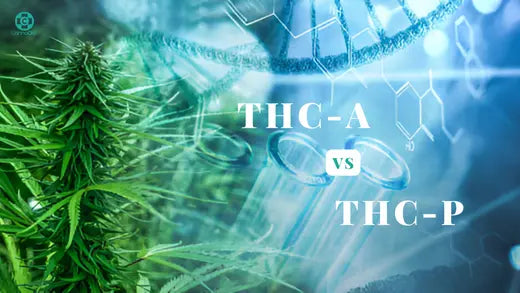 THC-A-vs-THC-P-Key-Differences-Effects-and-Legal-Status-Explained CannaAid