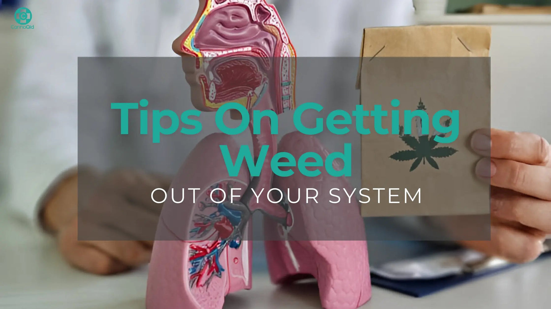 How-to-Get-Weed-Out-of-Your-System-A-Practical-Guide-to-THC-Detox CannaAid