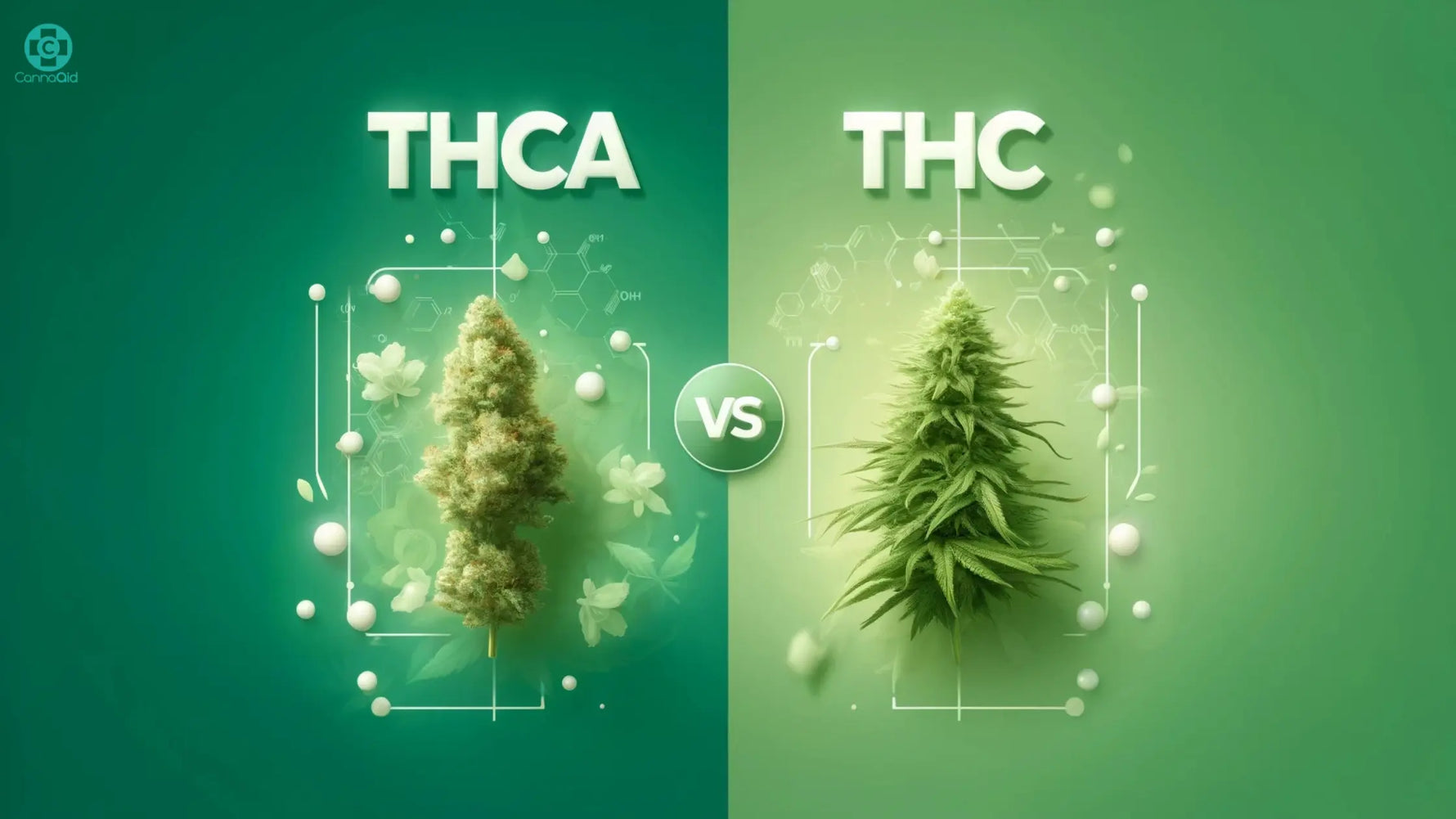 thca vs thc